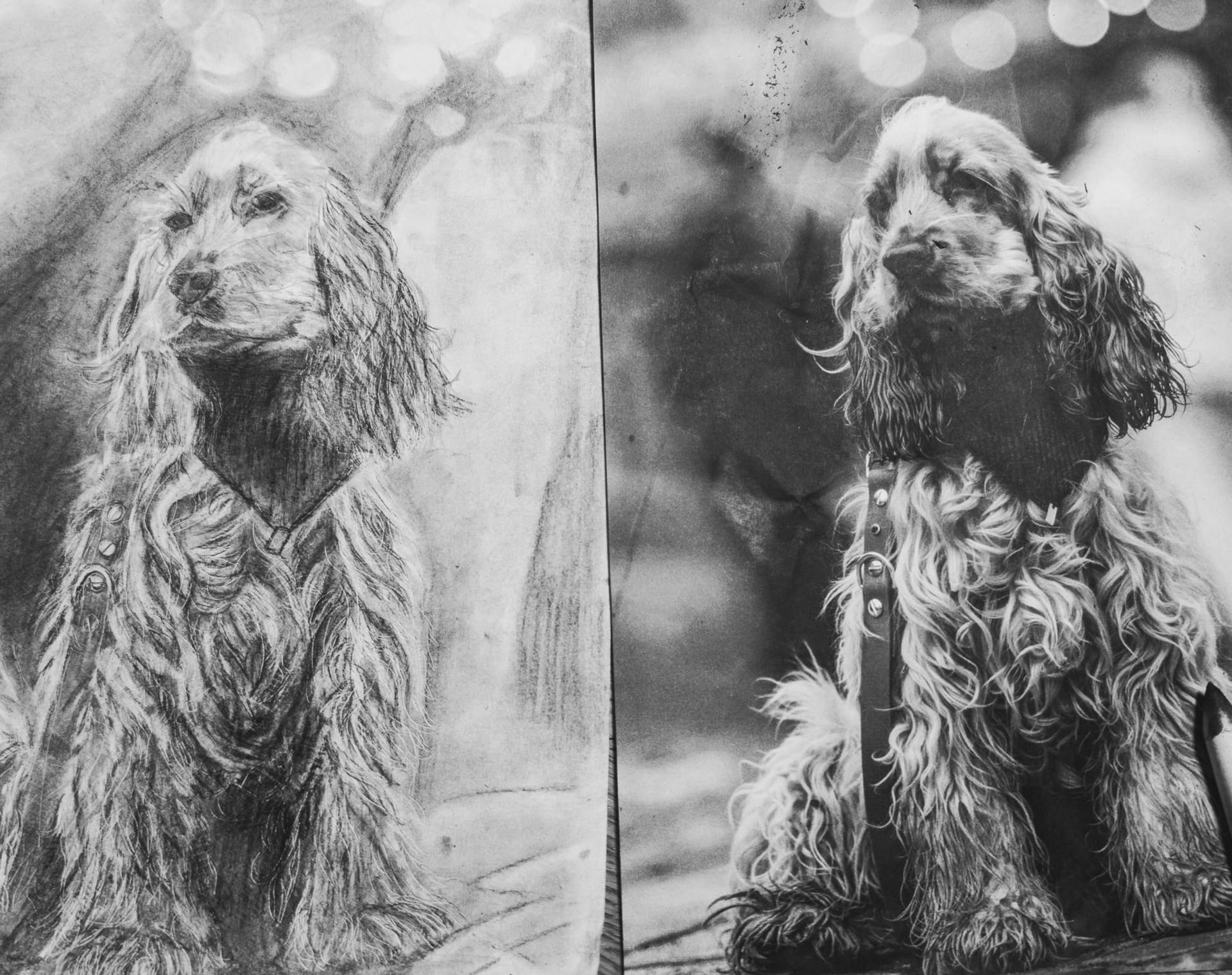 Kohle Hundeportrait